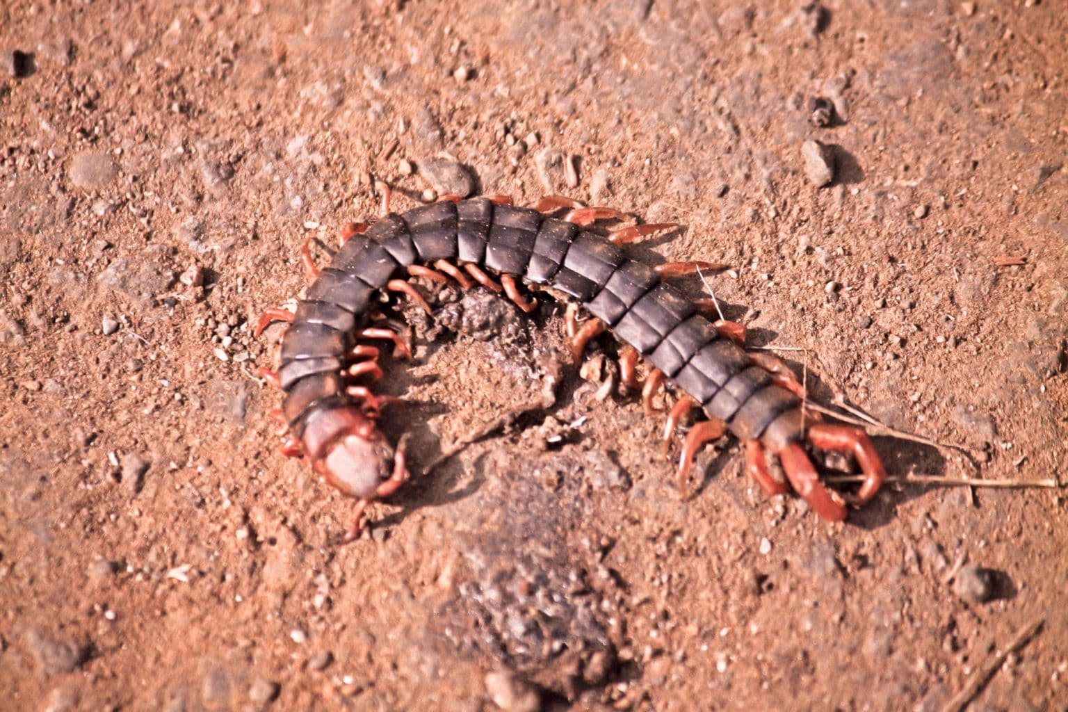 Centipede-Scolopendra-subspinipes-mutilans-1536x1024