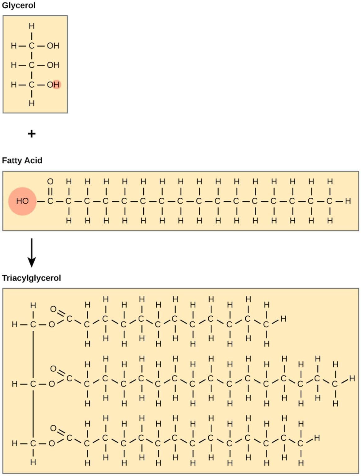 Glycerol-Fatty-Acid-Triacylglycerol-1164x1536