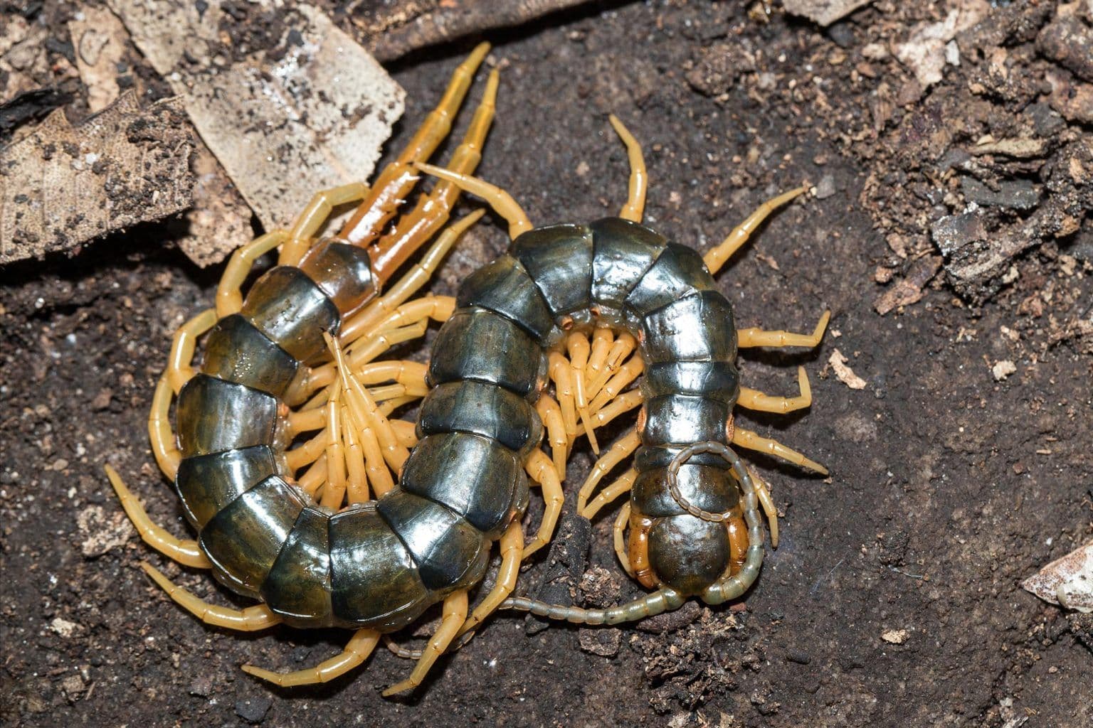 Large-Centipede-1536x1024