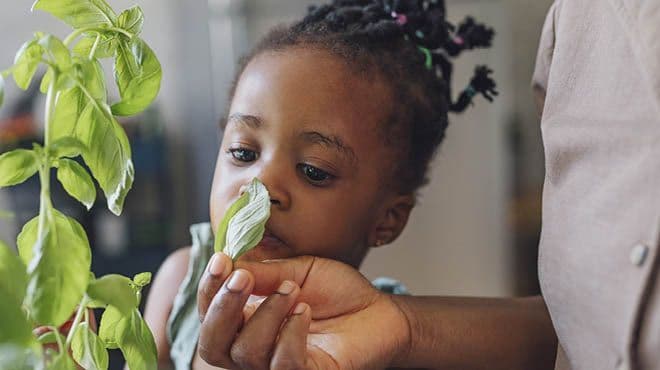 child-smelling-basil-leaf