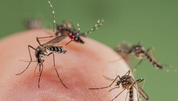 Get Ready for More Mosquitos as World Heats Up