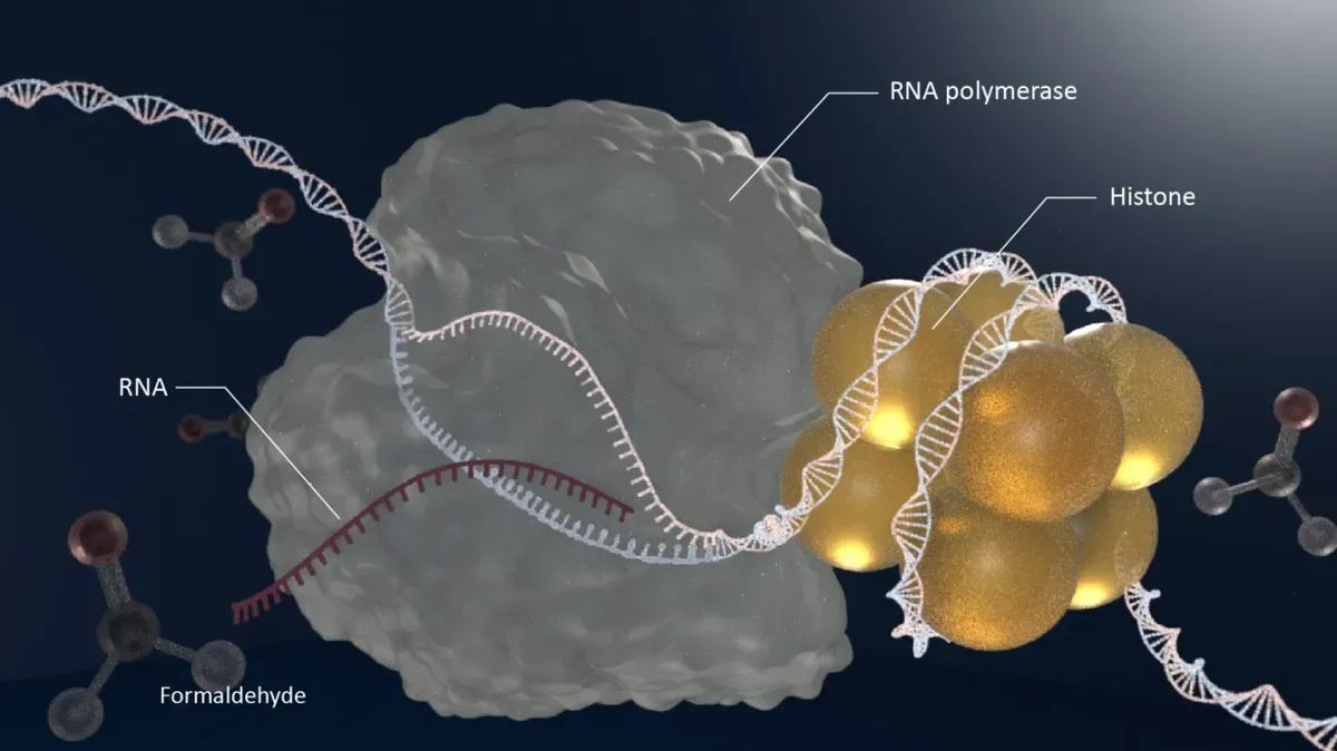 Histones-Are-Crosslinked-With-DNA-Following-Formaldehyde-Exposure-1536x863